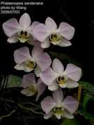 orchid.url.tw Sanderiana