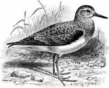 etc.usf.edu Sanderling