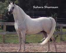 kakagiarabians.com Sandiland