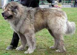 security-dog.org Sandjar