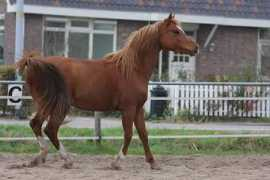 sandree.xf.cz Sandree