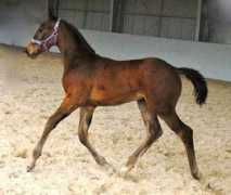 flowervalewarmbloods.com.au Sandreo