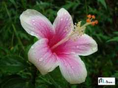 Saneesh