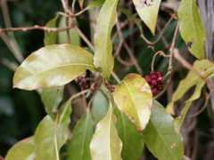 botanic.jp Saneka
