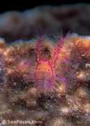 seafocus.com Sangian