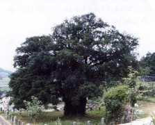 anicechap.com Sangman