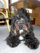 tibetanskterrier.dk Sangmu
