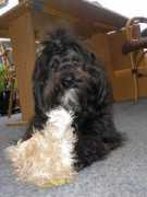 tibetanskterrier.dk Sangmu