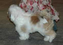 tibeti-terrier.hu Sangpo