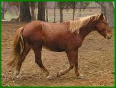 karmafarms.com Sangrai