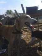 sos-galgos.net Sangreazul