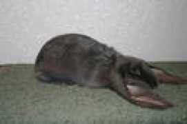 abundantears.tripod.com Sangria