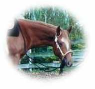 oakhillfarmsltd.com Saniger
