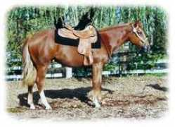 oakhillfarmsltd.com Saniger