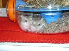 hamstertracker.com Sanjas