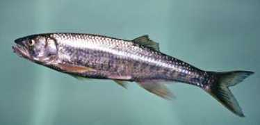 malawicichlids.com Sanjika