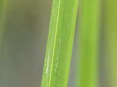 botanic.jp Sankai