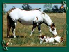 twinoakspainthorses.com Sanrose