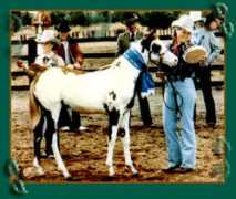 twinoakspainthorses.com Sanrose
