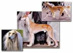 sadiksalukis.com Sansar