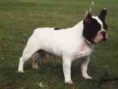 bestofbreeds.com Sanshay