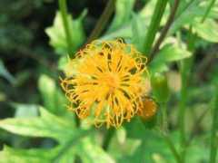 botanic.jp Sansit
