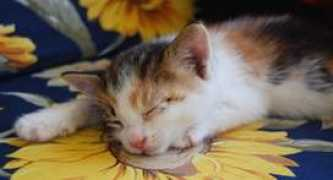 earthtale.com Sansli