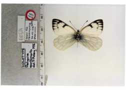 butterfliesofamerica.com Santamarta
