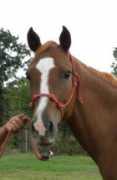 blazesequinerescue.com Santina