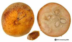 waynesword.palomar.edu Santol