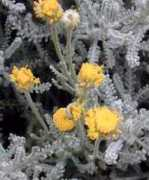 gardeninginarizona.com Santolina