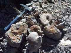 ammonoid.com Santon
