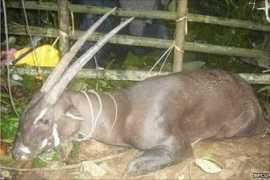 bbc.co.uk Saola
