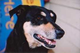 arkhousepetportraits.com Saphie