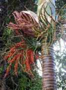 bushmansfriend.co.nz Sapida