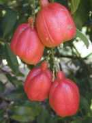 montosogardens.com Sapida