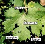 vinoinrete.it Sapidi