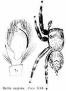 salticidae.org Sapiens