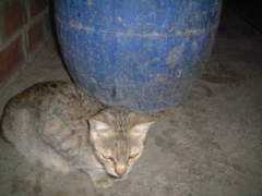 gatitosperu.tripod.com Sapita
