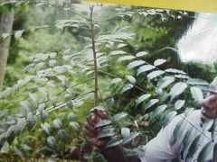 pngplants.org Saplin