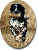 rospigan.net Sapport