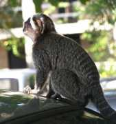 Saqui