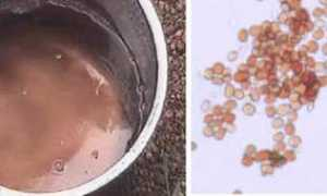 panspermia.com Sarabai