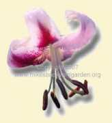 mikesbackyardgarden.org Sarabande