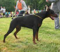 dobermann-review.com Sarabell