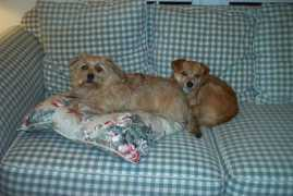 saveadog.org Sarabelle