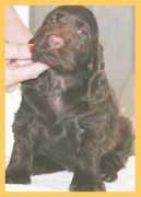 promenadespaniels.com Saragrace