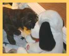 promenadespaniels.com Saragrace