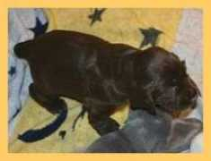 promenadespaniels.com Saragrace