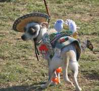 dogguide.net Sarahkim